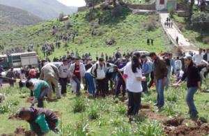 Tizi-Ouzou -  Programme de reboisement 2013-2014: 572 ha seront plantés en cèdres et chênes-lièges