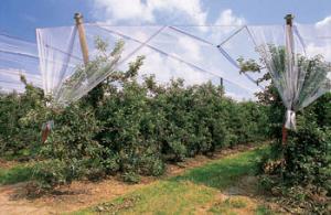 Blida - CARPEP 2013 (Carrefour de l’arboriculture, des pépiniéristes et du machinisme agricole): Une rencontre fertile