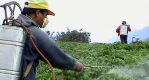 Algérie - L’utilisation abusive d’insecticides déséquilibre l'écosystème de la plaine du Chéliff