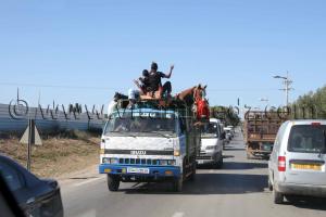 Camions de chevaux en direction de Waadat Ain El Arba, wilaya d\'Ain Temouchent