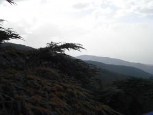 Le site de Chréa Blida