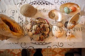 Collection de coquillages de Dr. Yadi (Tlemcen)
