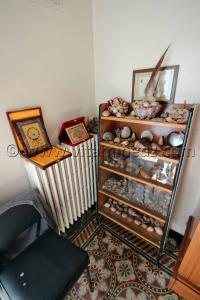 Collection de coquillages de Dr. Yadi (Tlemcen)