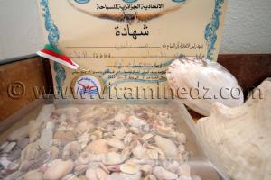 Collection de coquillages de Dr. Yadi (Tlemcen)