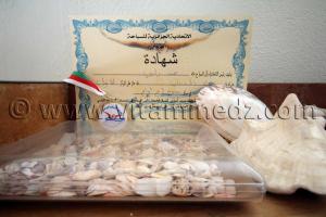 Collection de coquillages de Dr. Yadi (Tlemcen)
