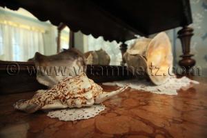 Collection de coquillages de Dr. Yadi (Tlemcen)