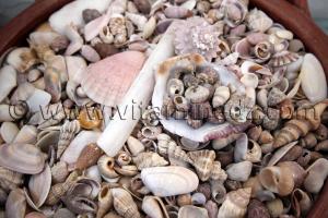 Collection de coquillages de Dr. Yadi (Tlemcen)