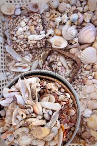 Collection de coquillages de Dr. Yadi (Tlemcen)