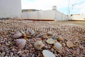 Collection de coquillages de Dr. Yadi (Tlemcen)