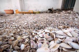 Collection de coquillages de Dr. Yadi (Tlemcen)