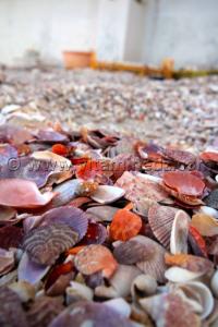 Collection de coquillages de Dr. Yadi (Tlemcen)