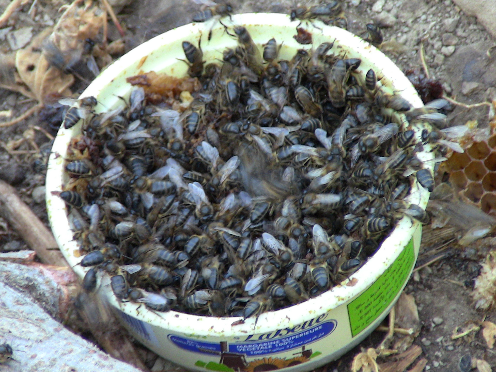 Insolite : en Chine, on prétend soigner avec des piqûres d’abeille