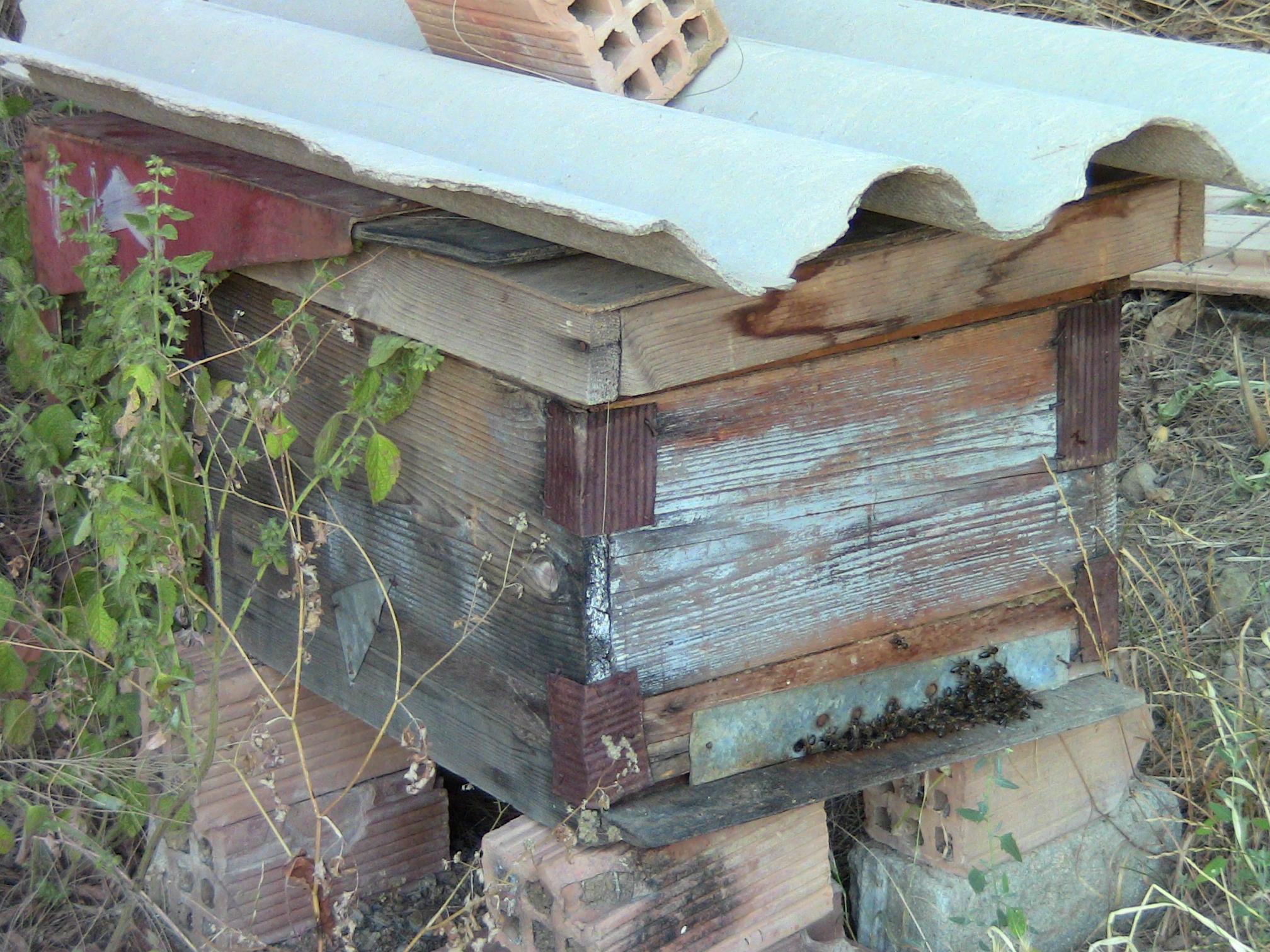 La Ruche d'abeilles&La plante Mélisse 