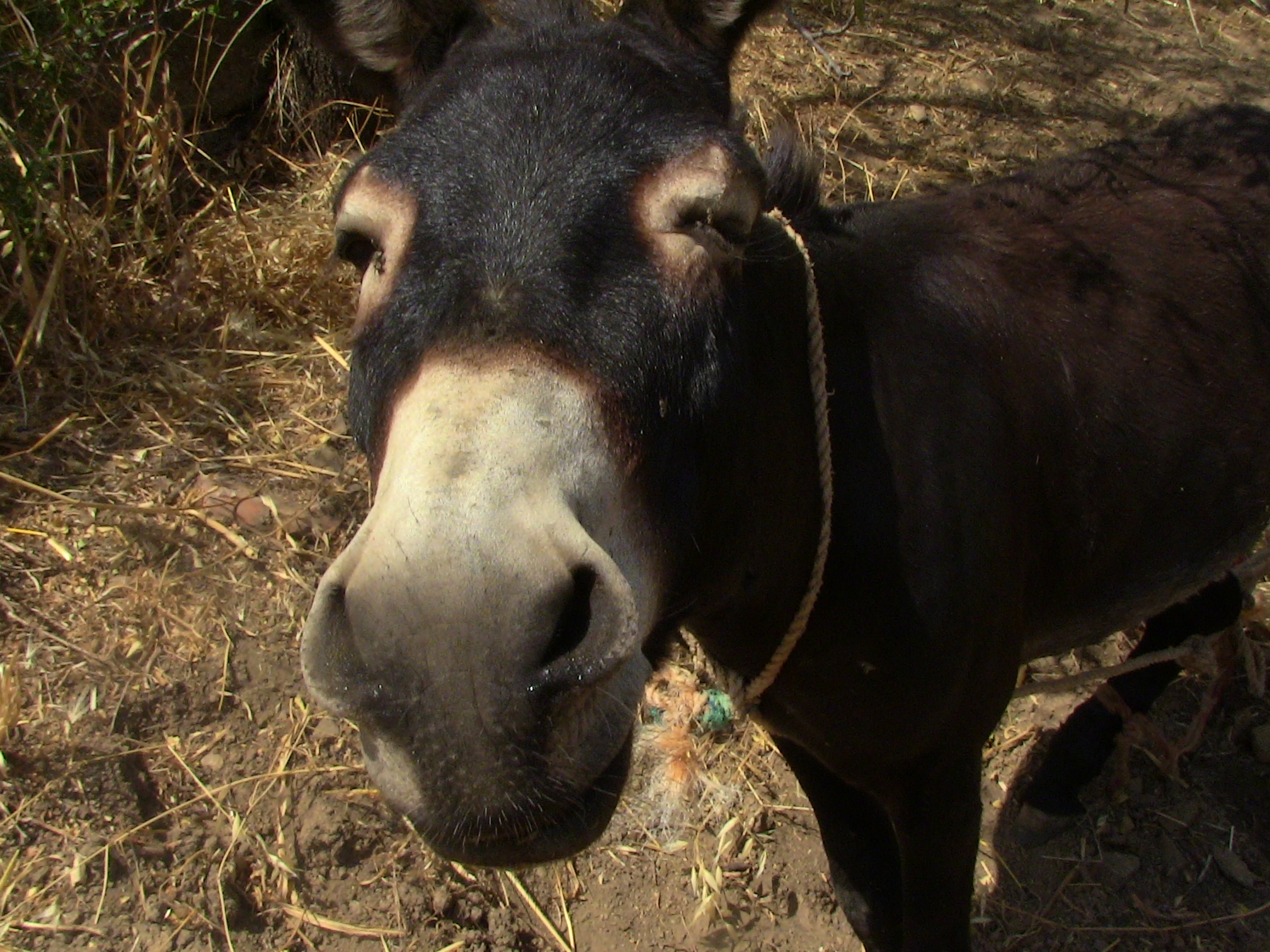 L’Âne,l'ami de l'homme.
