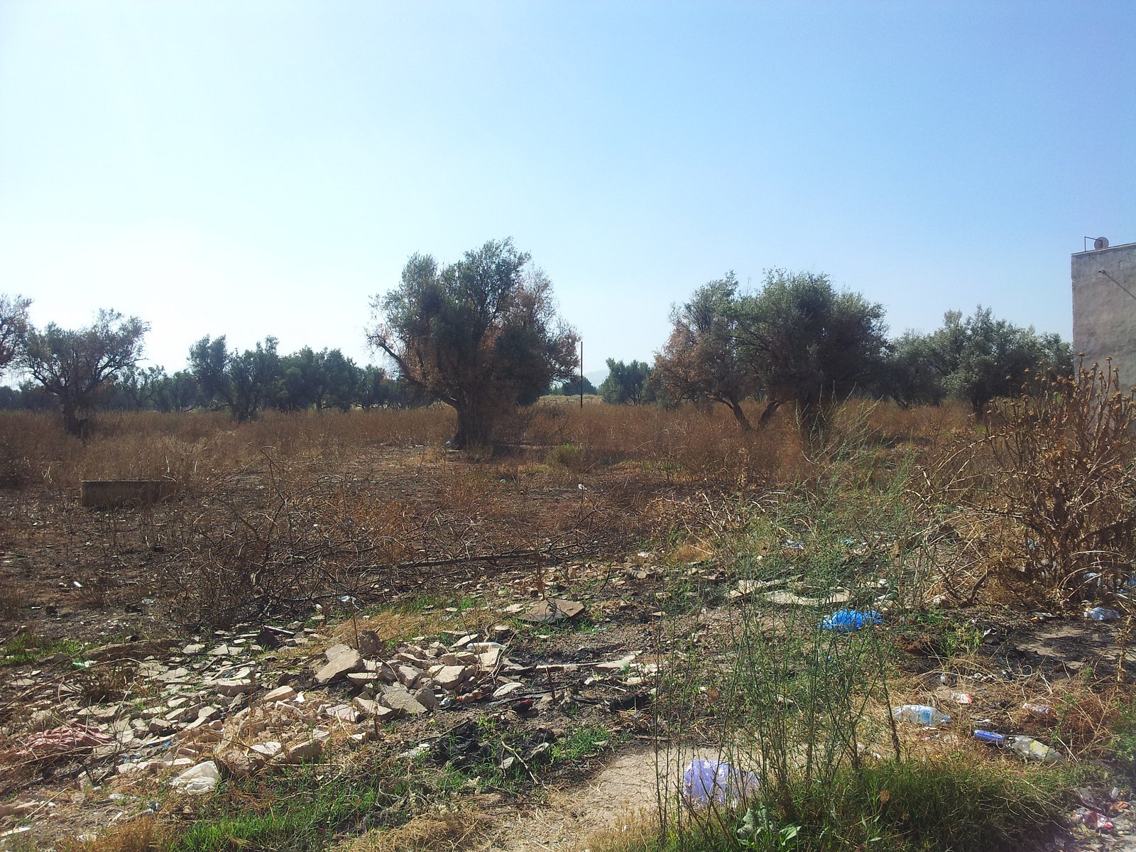 BREA (Abou-Tachfine) : Magouilles terres agricoles