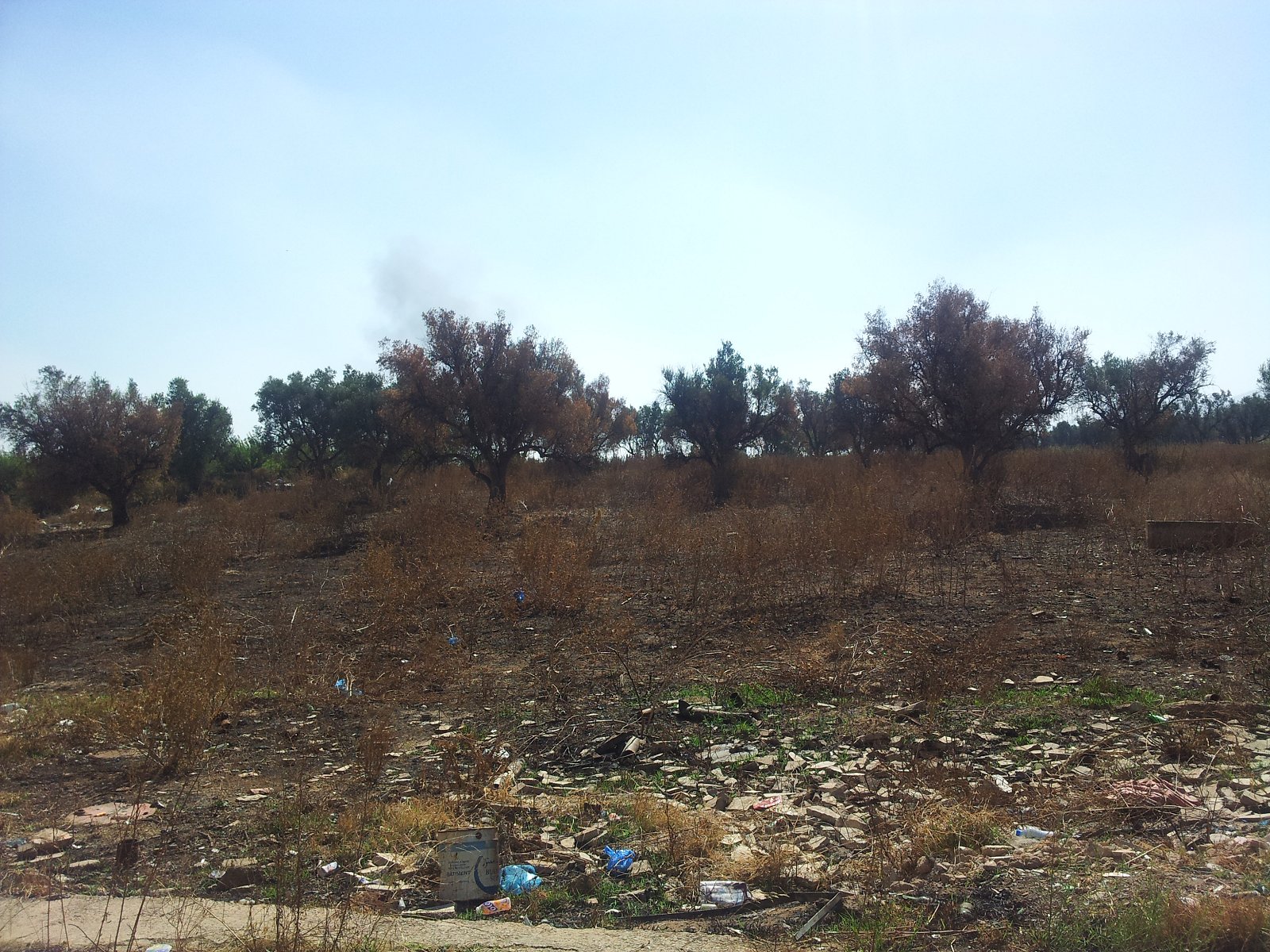 Terres agricoles détournées : oliveraies brulées à Brea