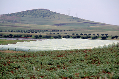 Tiaret -  Le secteur agricole peut mieux faire