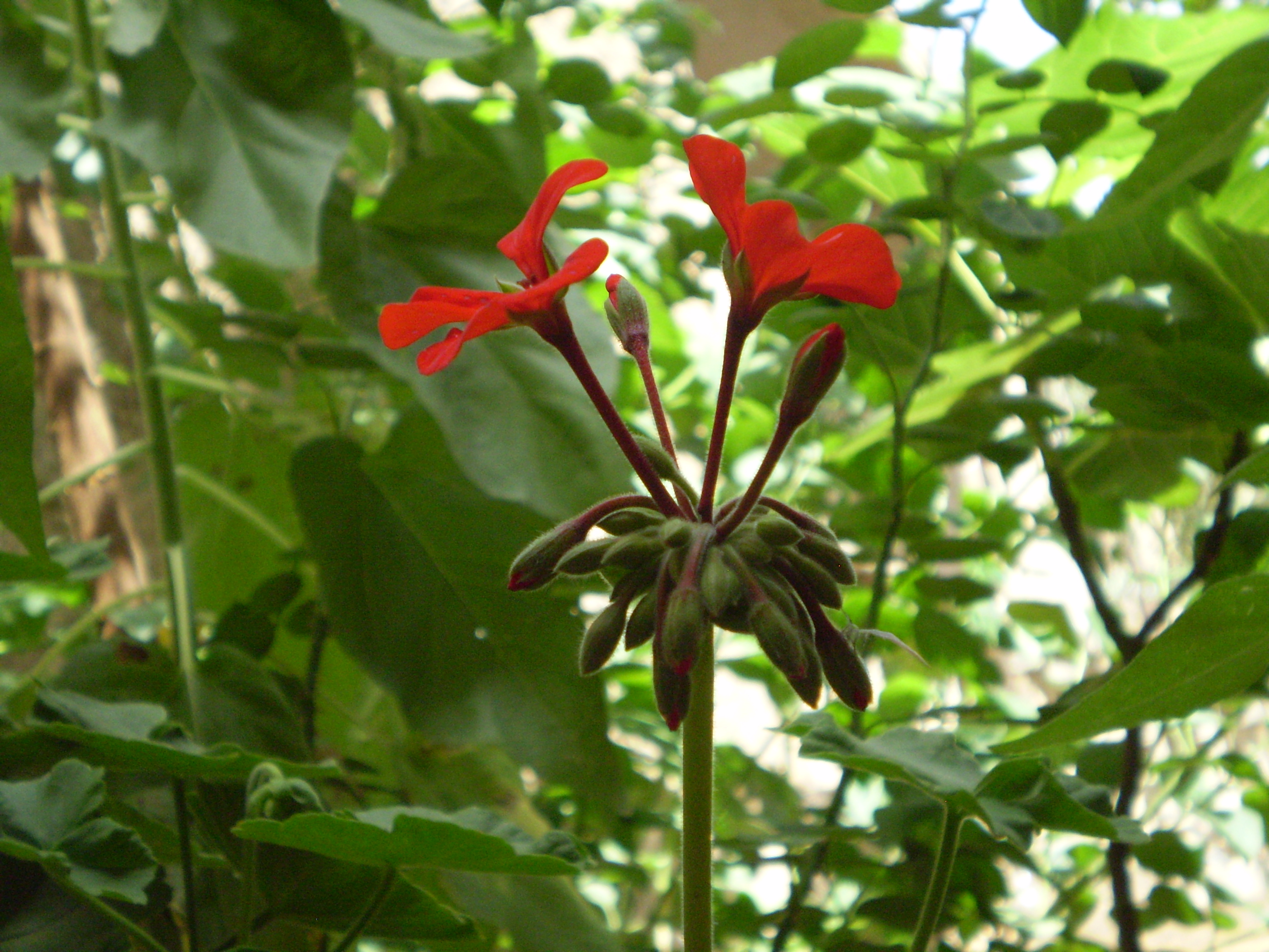 مناظر مطلة على مدينة تمنراست