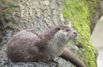 Abadla (Béchar) - Barrage de Djorf Ettorba: La loutre commune en danger