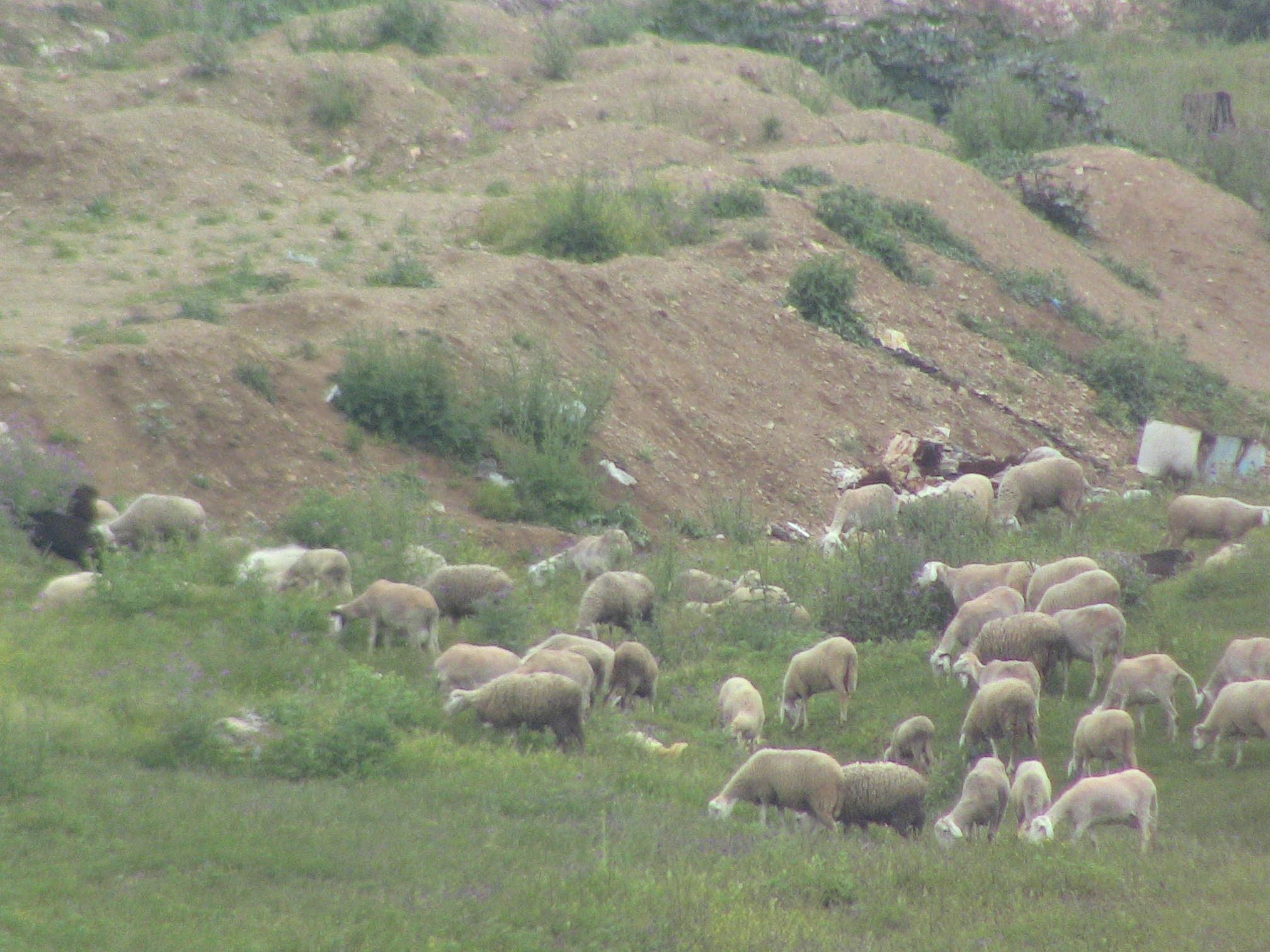 Événement l'Aid AlAdha