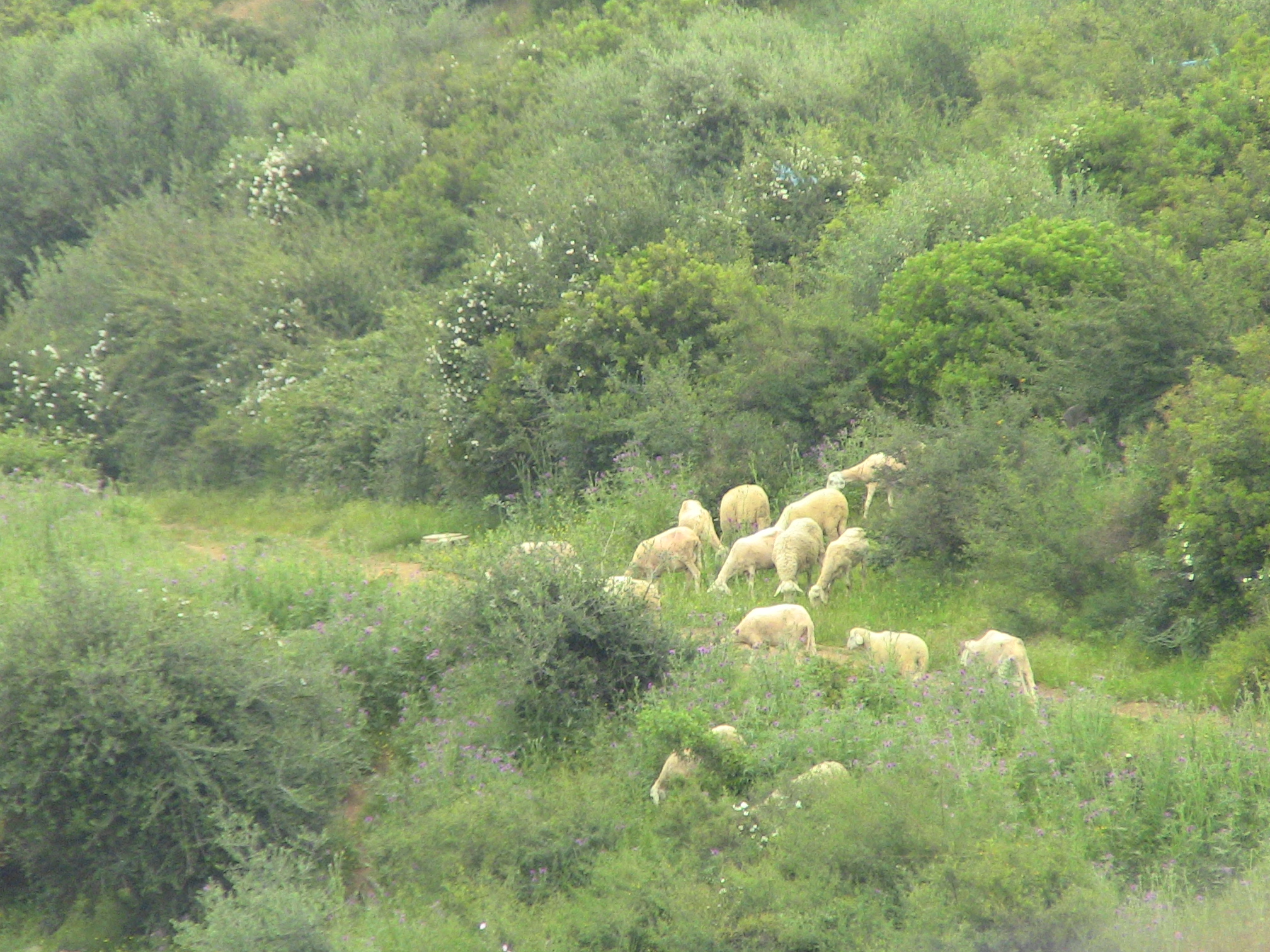 Événement l'Aid AlAdha