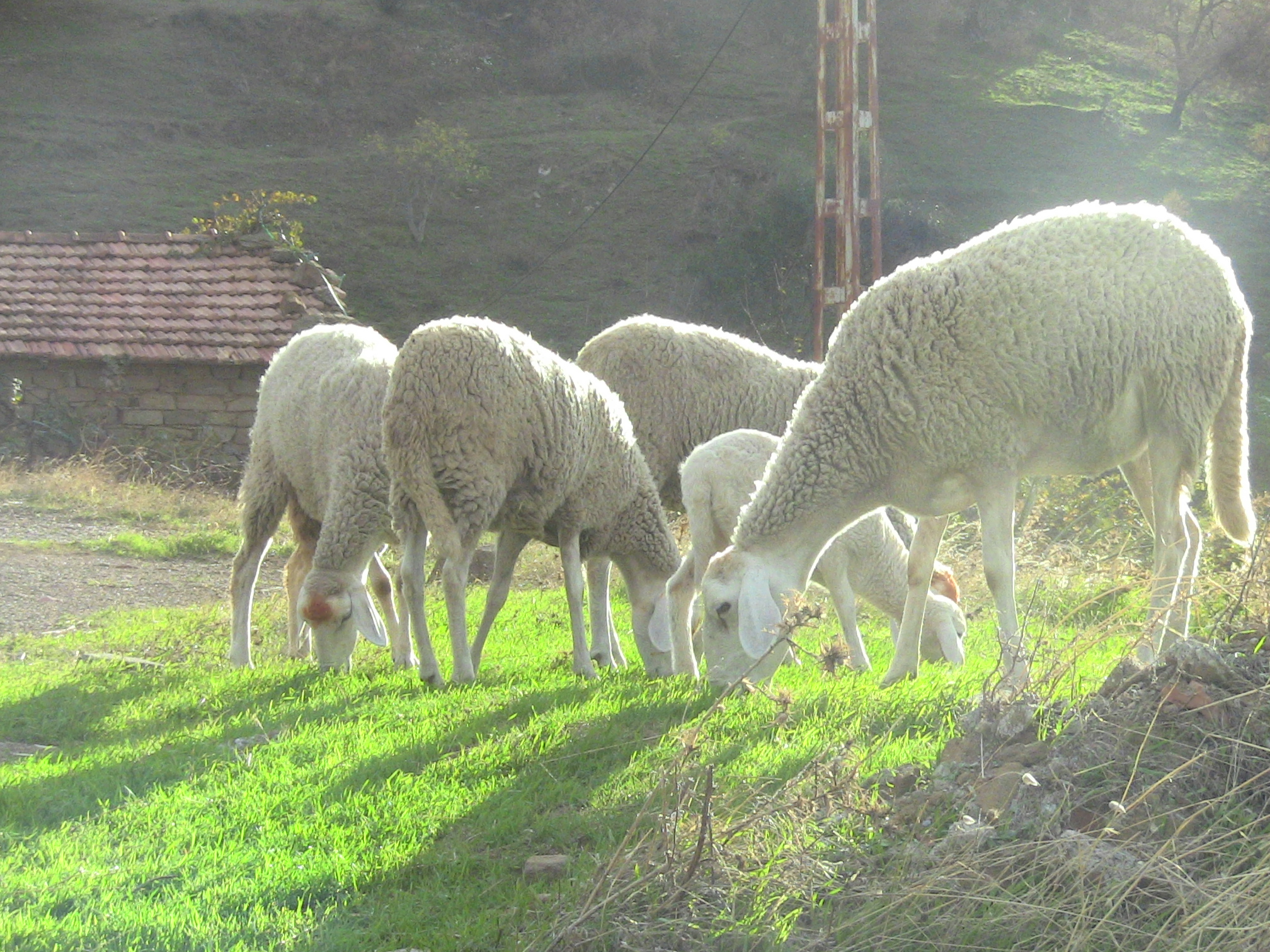 Événement l'Aid AlAdha