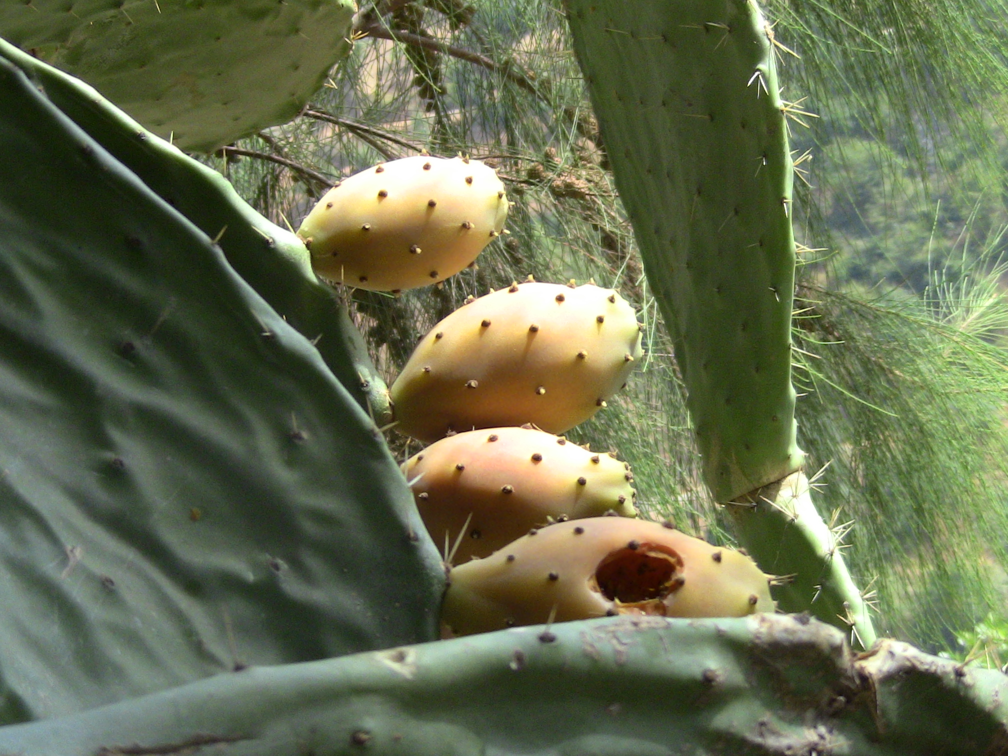 Les vertus des figues de barbaries THIKARMOUSSINES