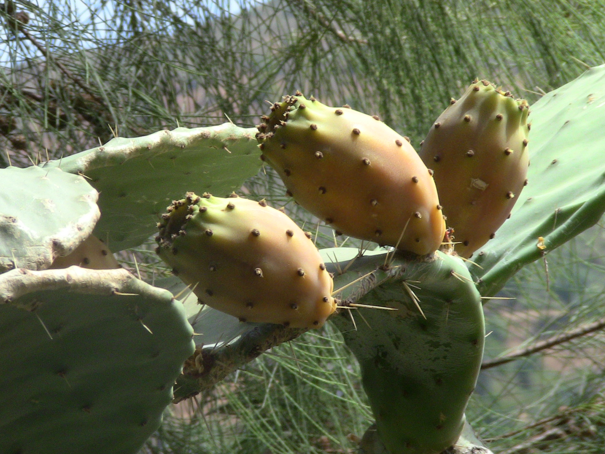 Les vertus des figues de barbaries THIKARMOUSSINES