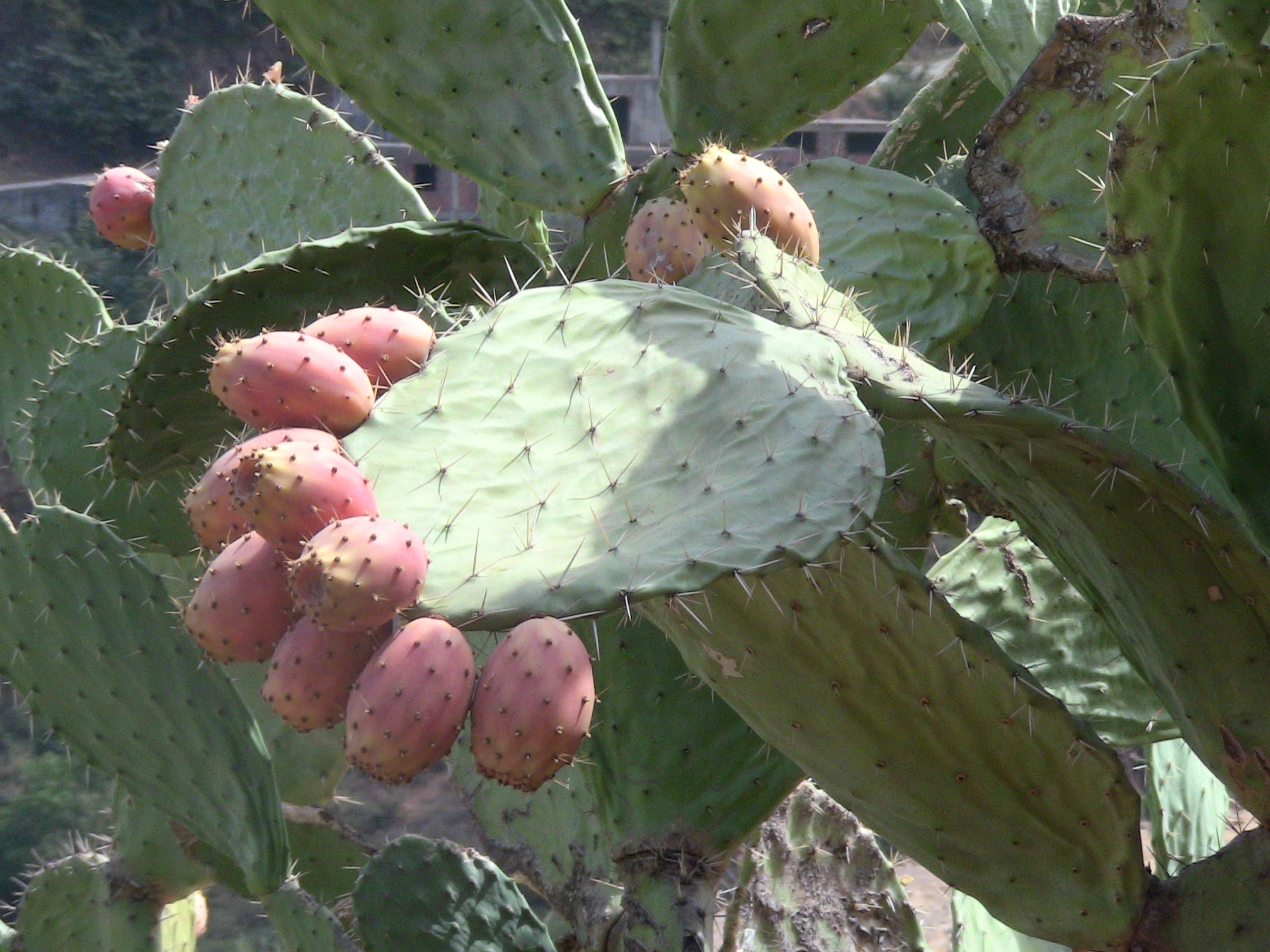 Les vertus des figues de barbaries THIKARMOUSSINES