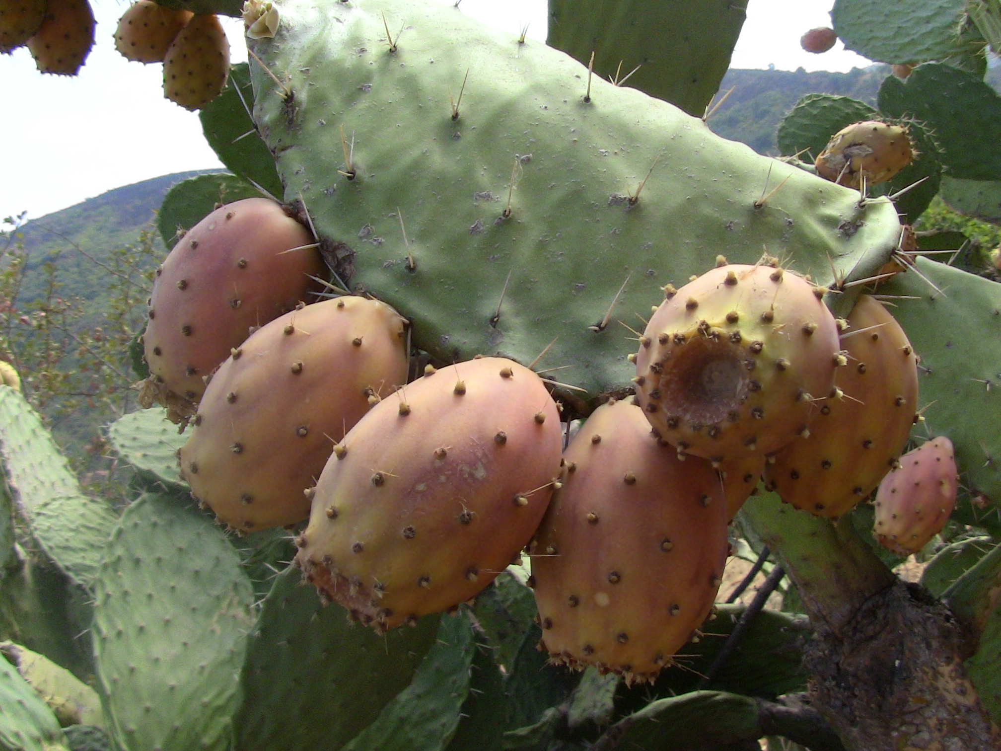 Les vertus des figues de barbaries THIKARMOUSSINES