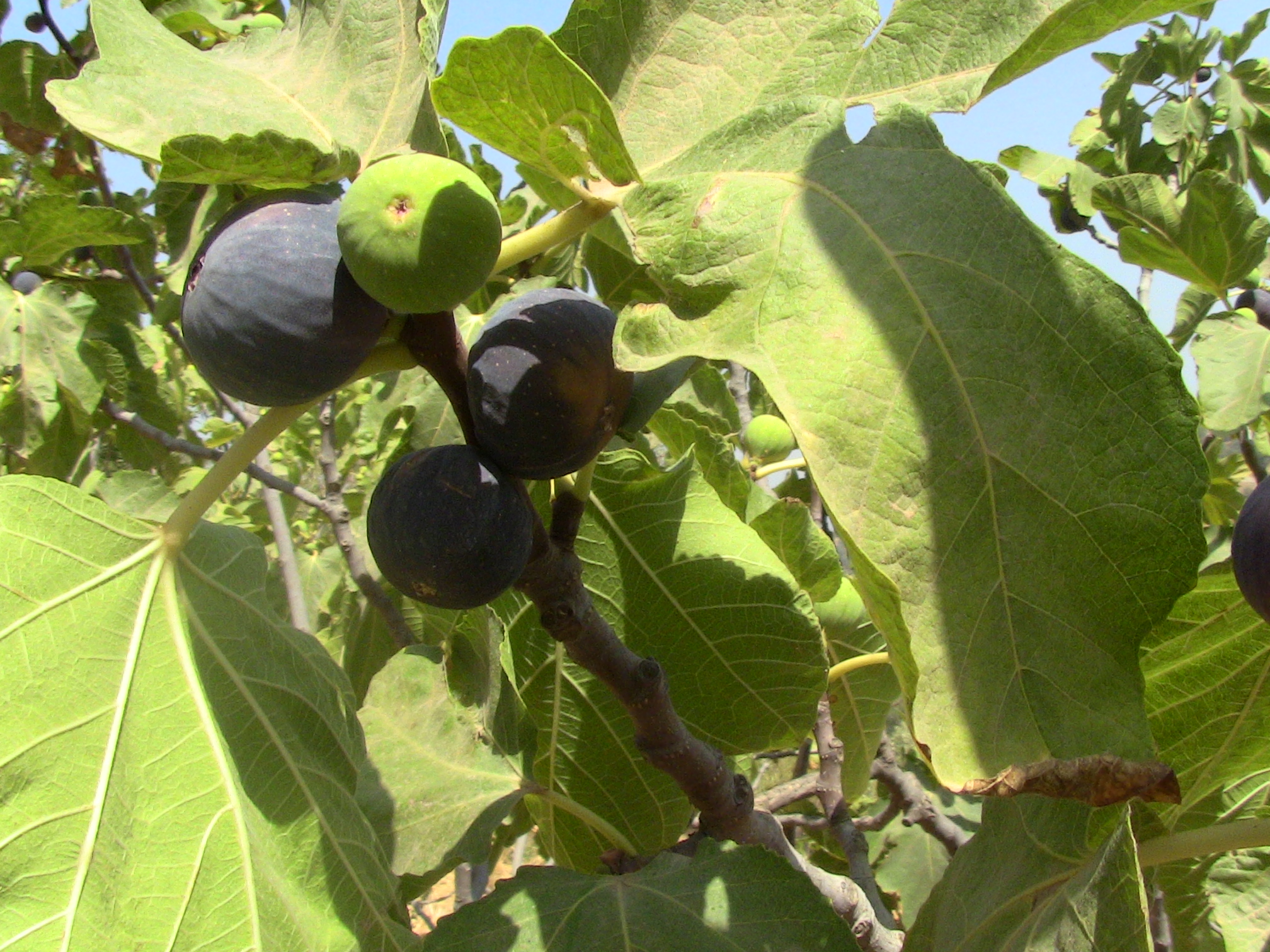 Les figues Fraîche.