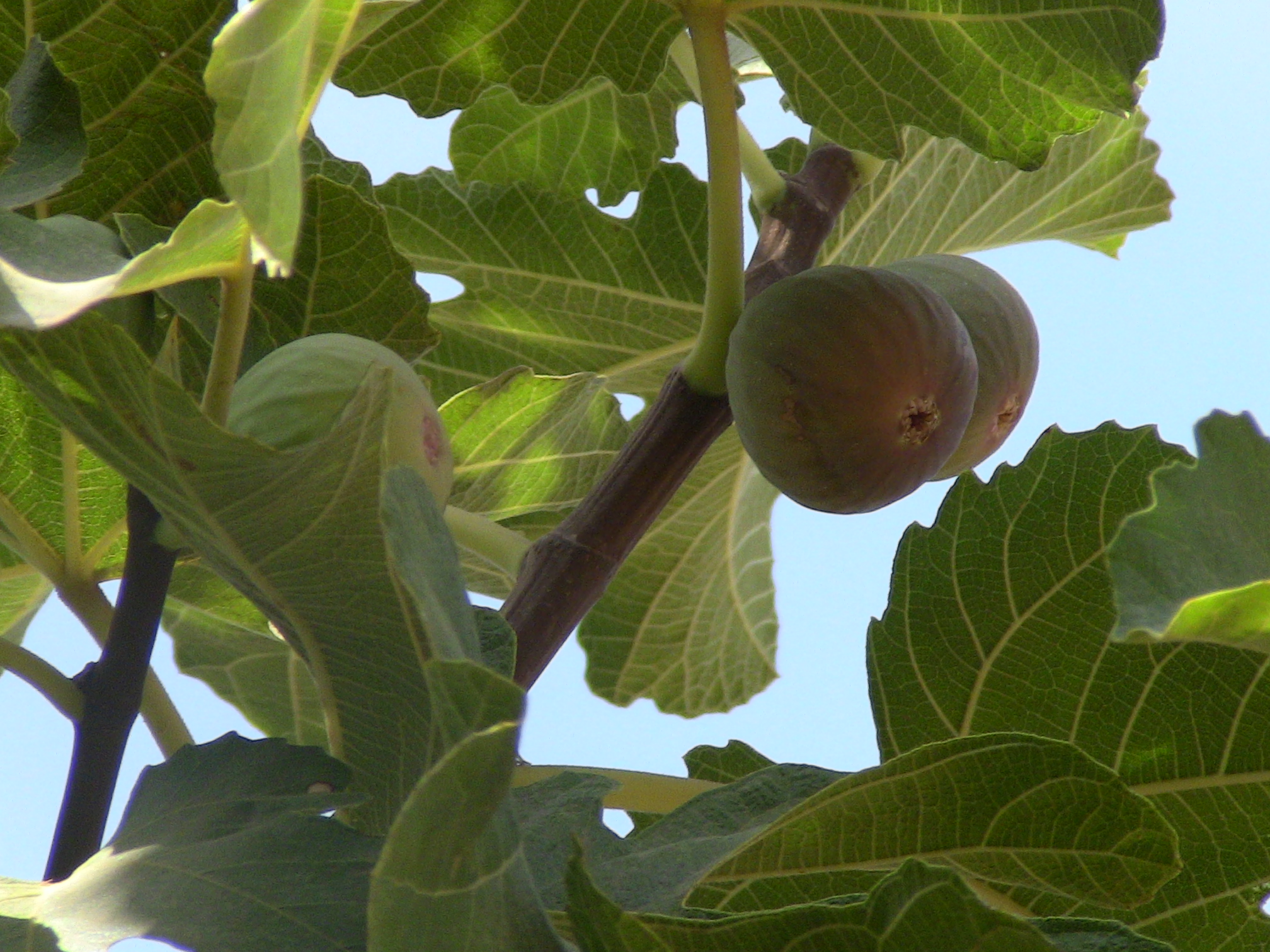 Les figues Fraîche.