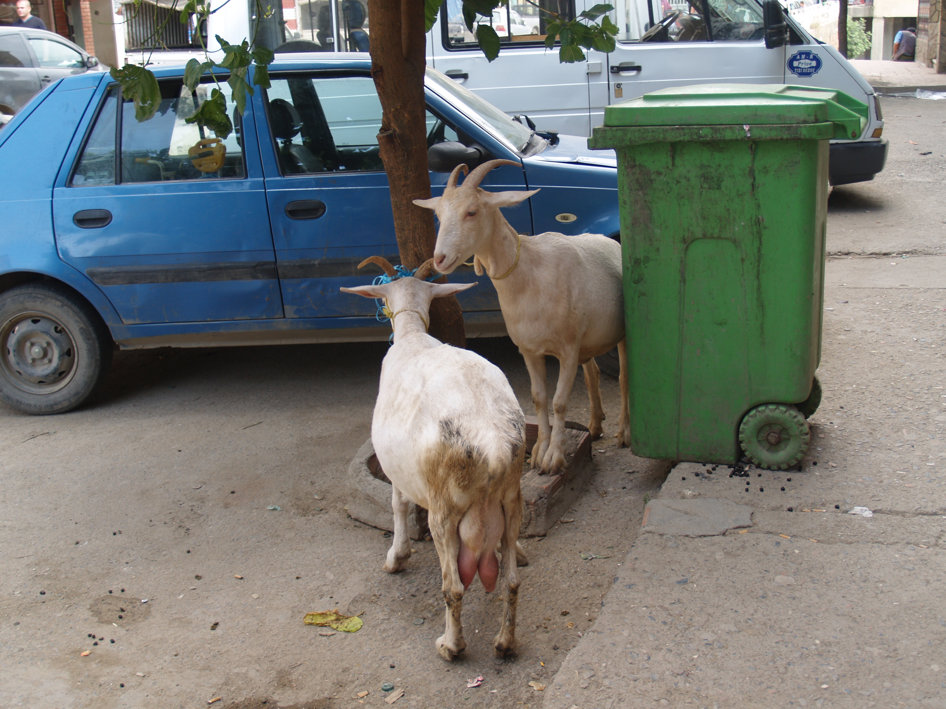 Les chèvres attendent le propriètaire parti prendre son café