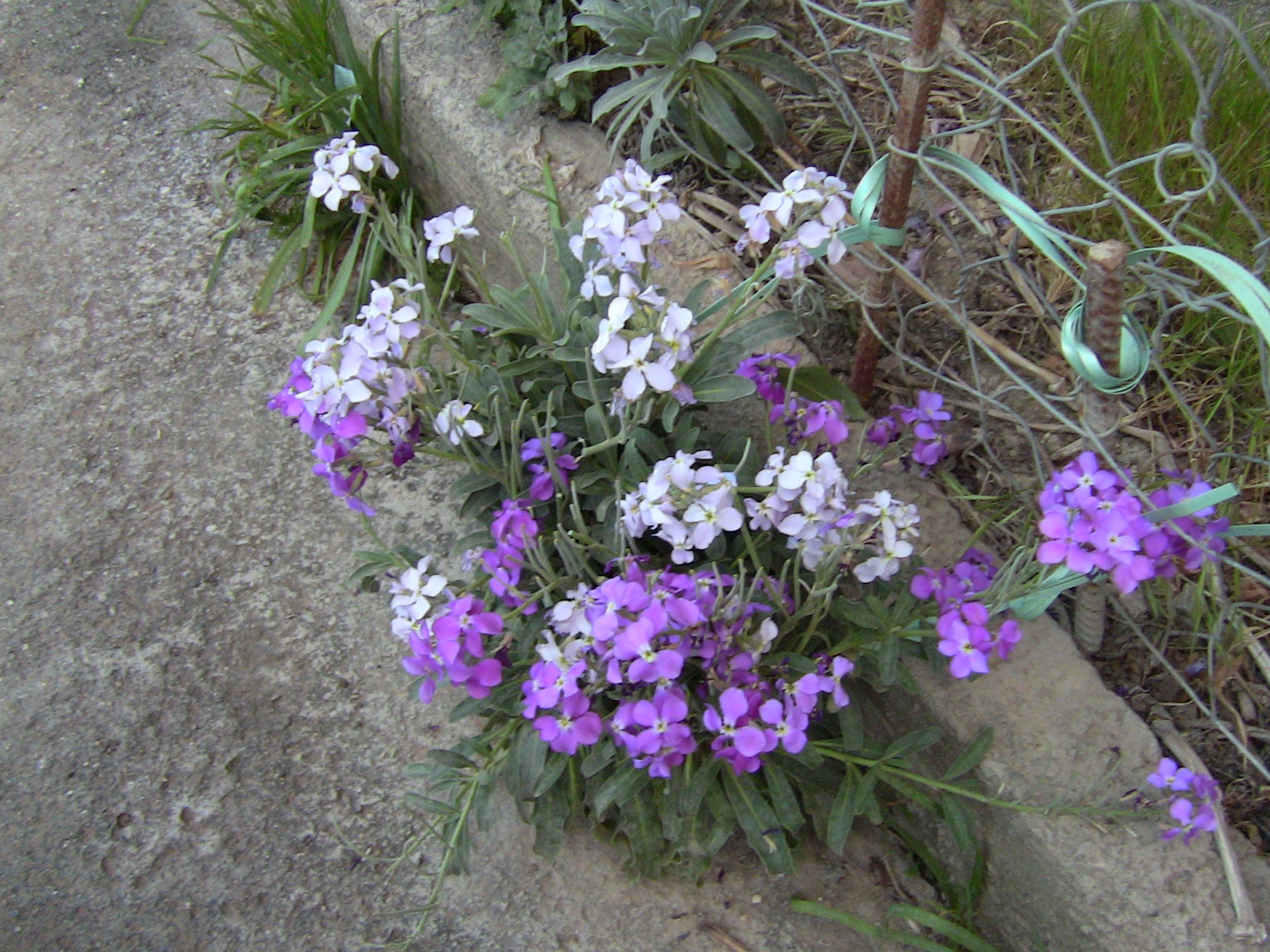 Blida ville des Roses.