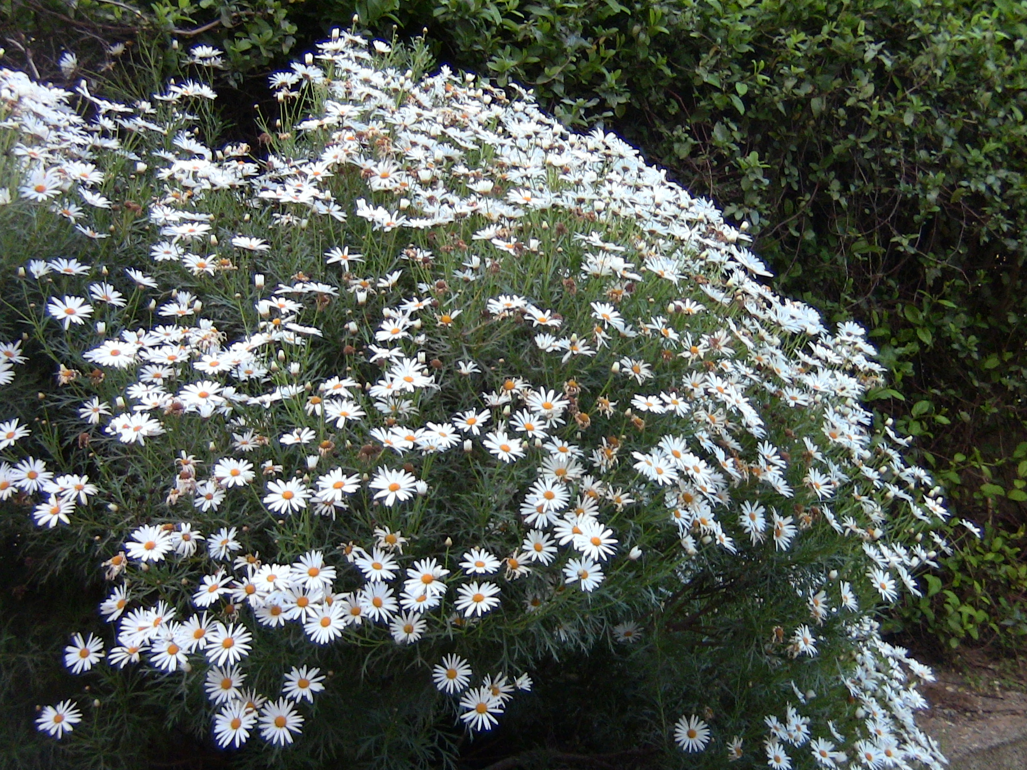 Blida ville des Roses.