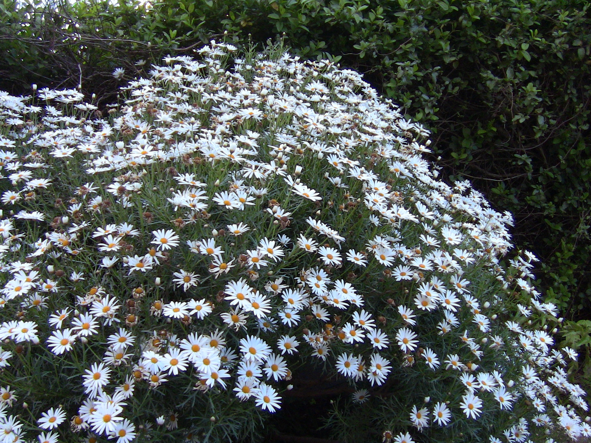 Blida ville des Roses.