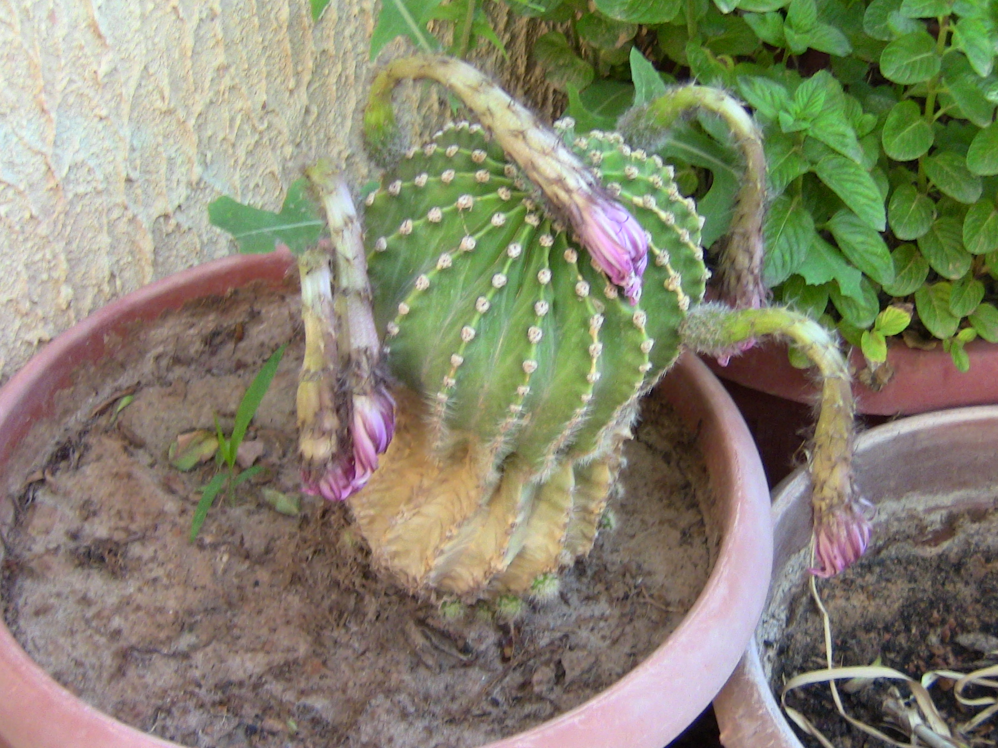 Blida ville des Roses.