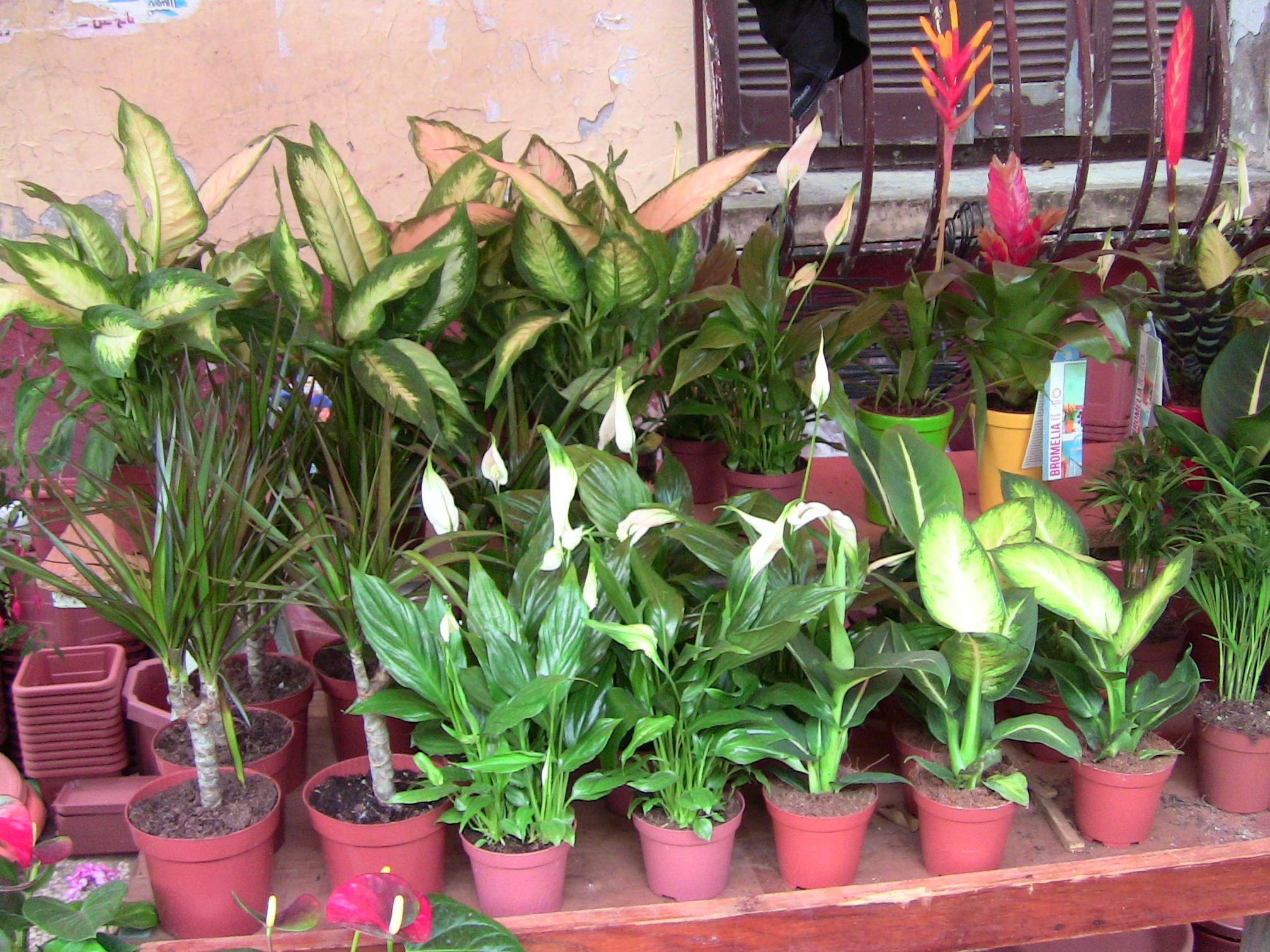 Blida ville des Roses.