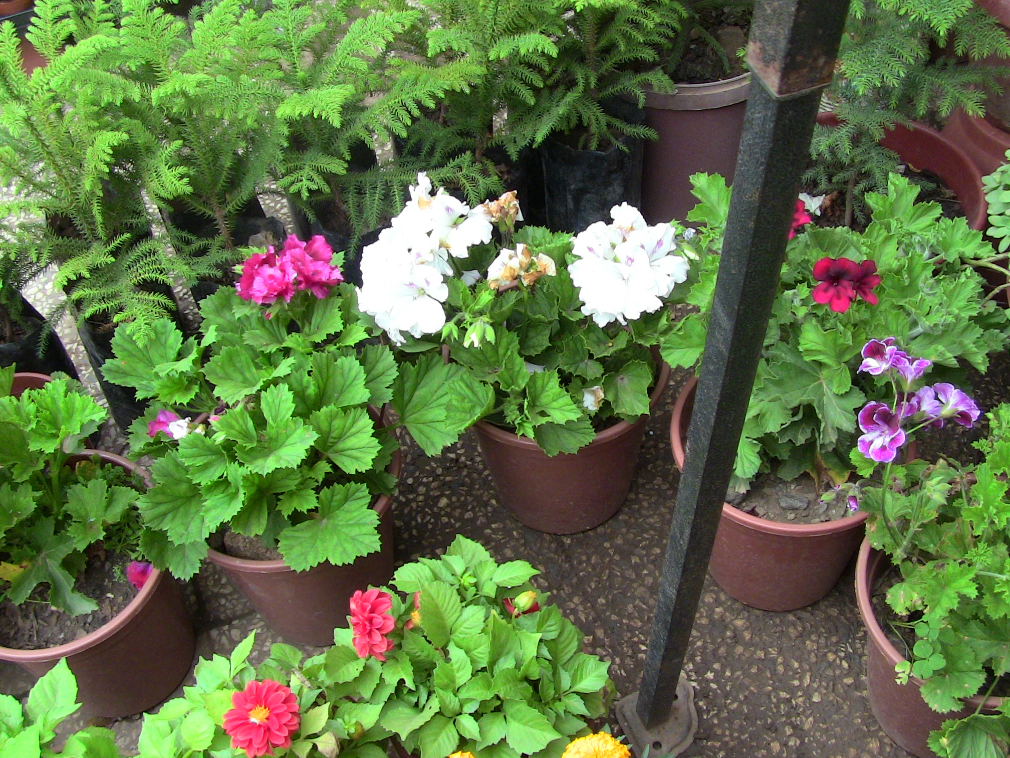 Blida ville des Roses.