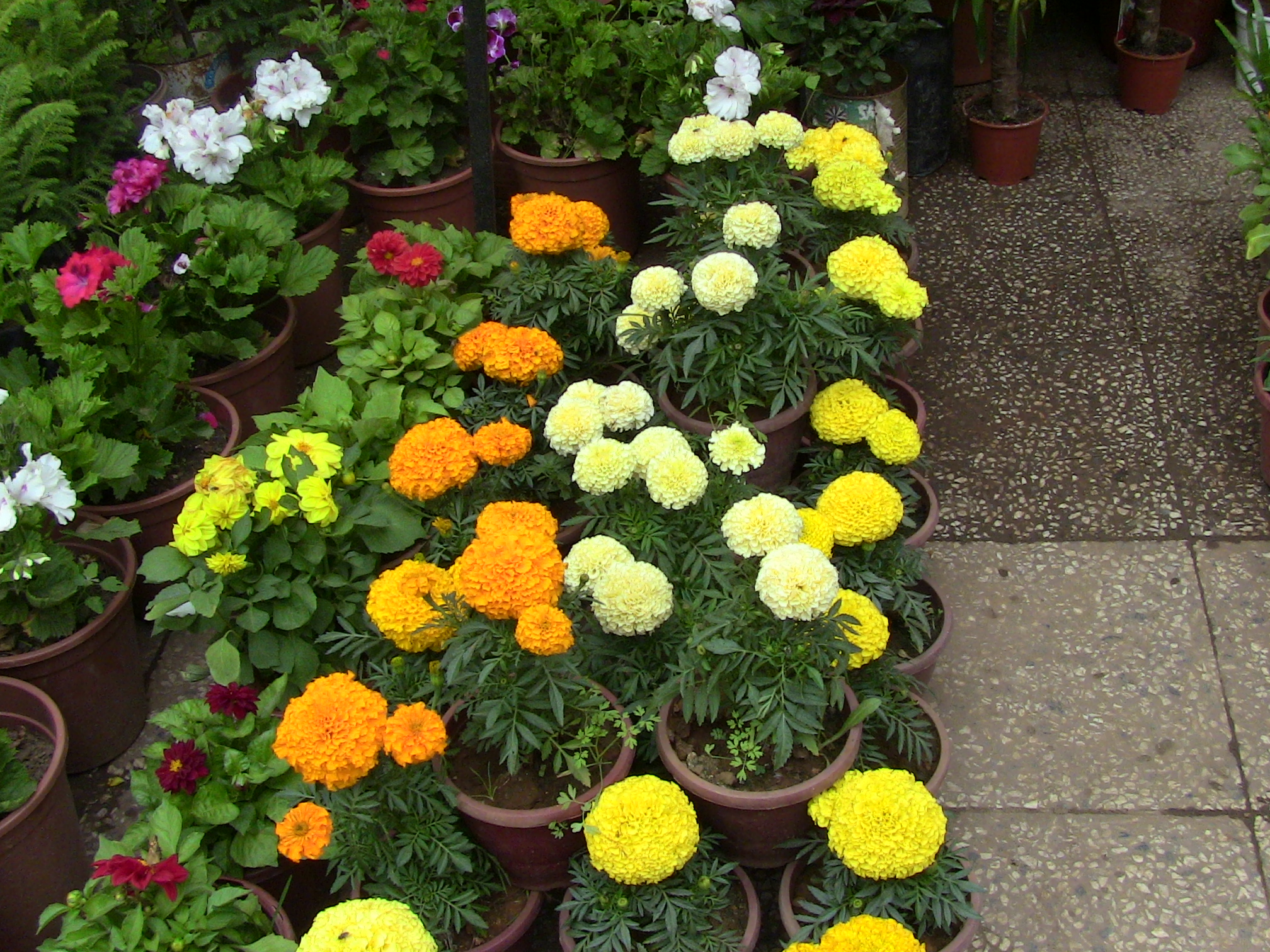 Blida ville des Roses.