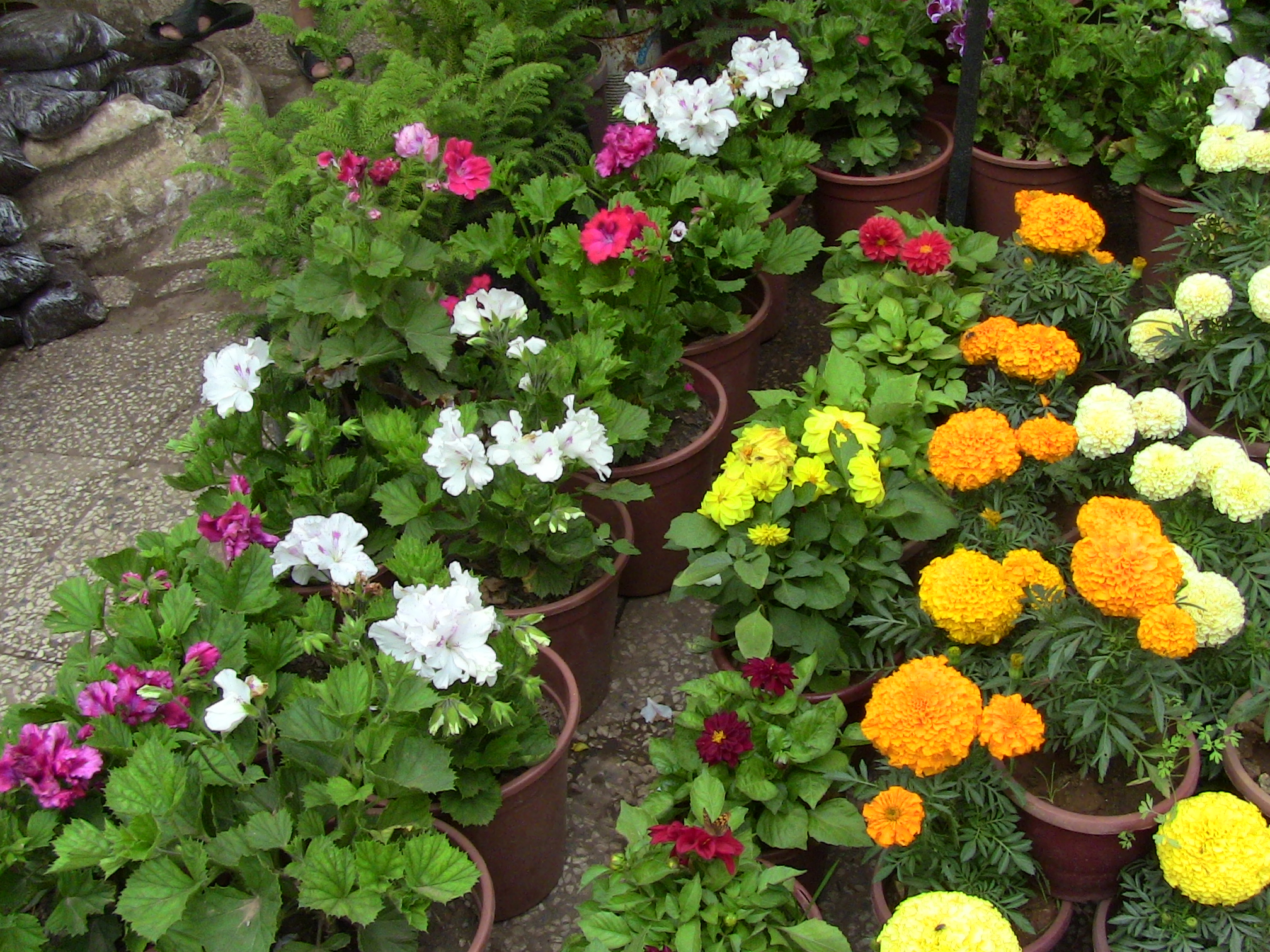 Blida ville des Roses.