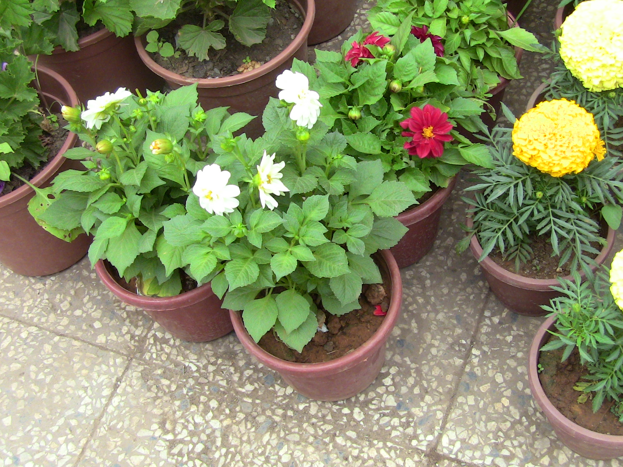 Blida ville des Roses.