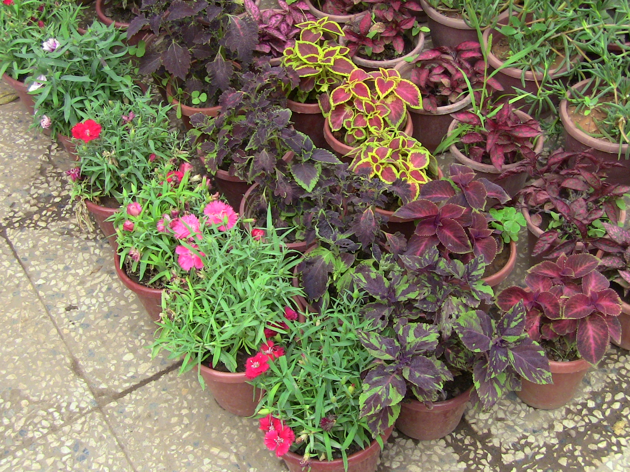 Blida ville des Roses.