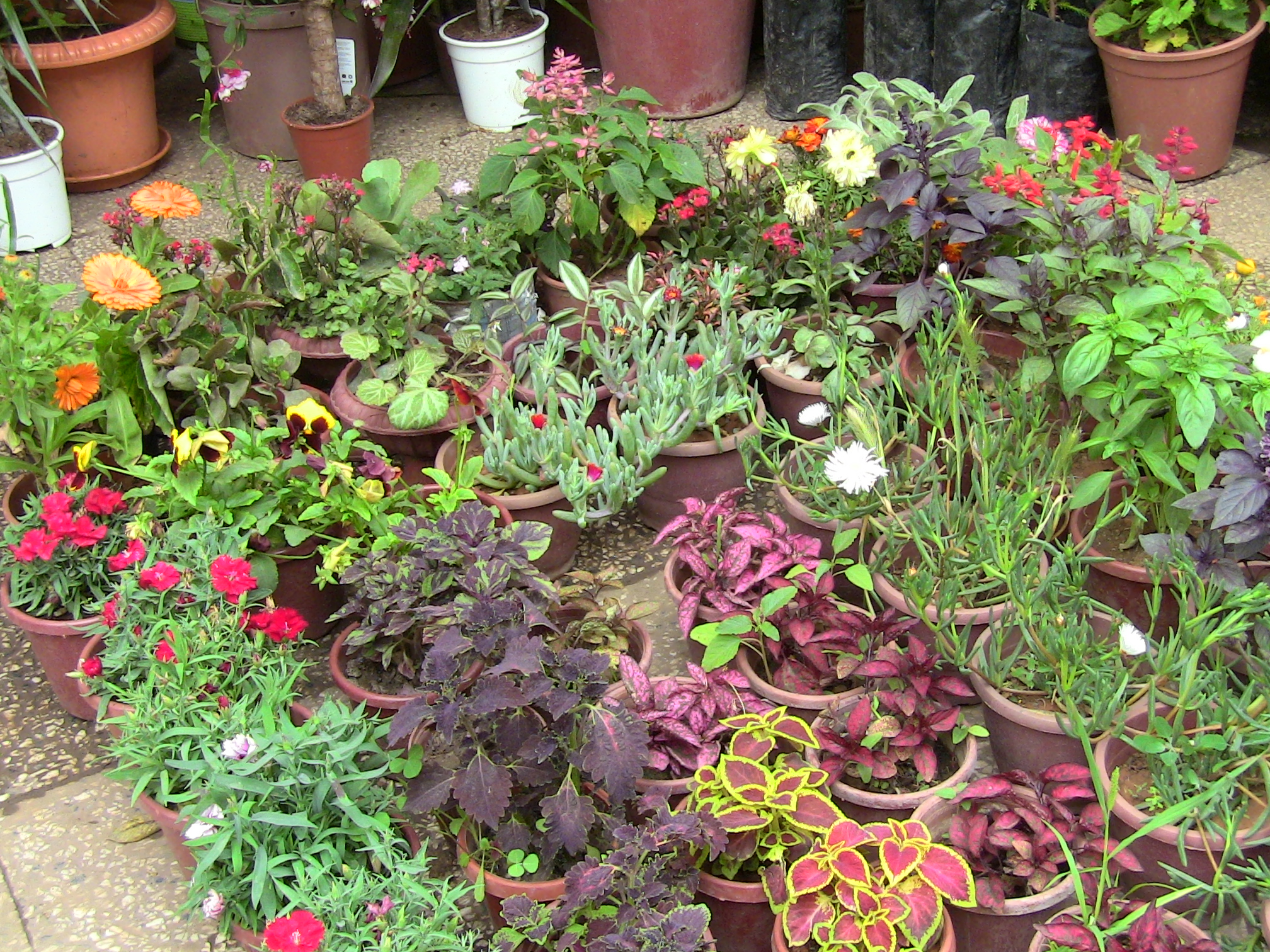 Blida ville des Roses.