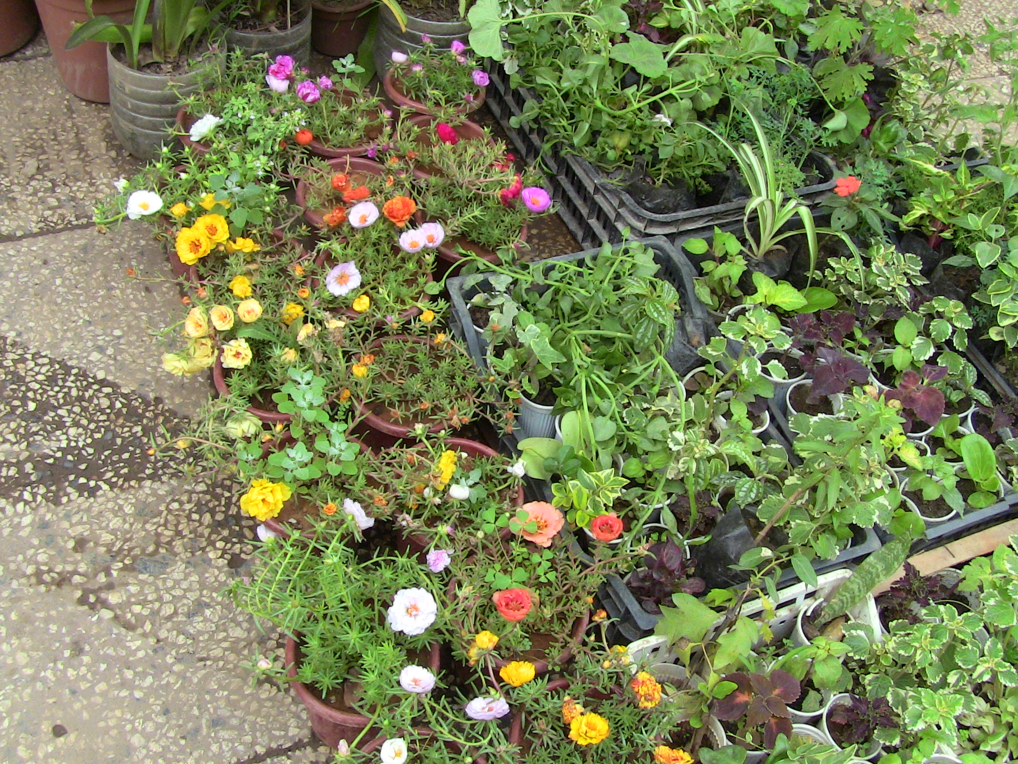 Blida ville des Roses.