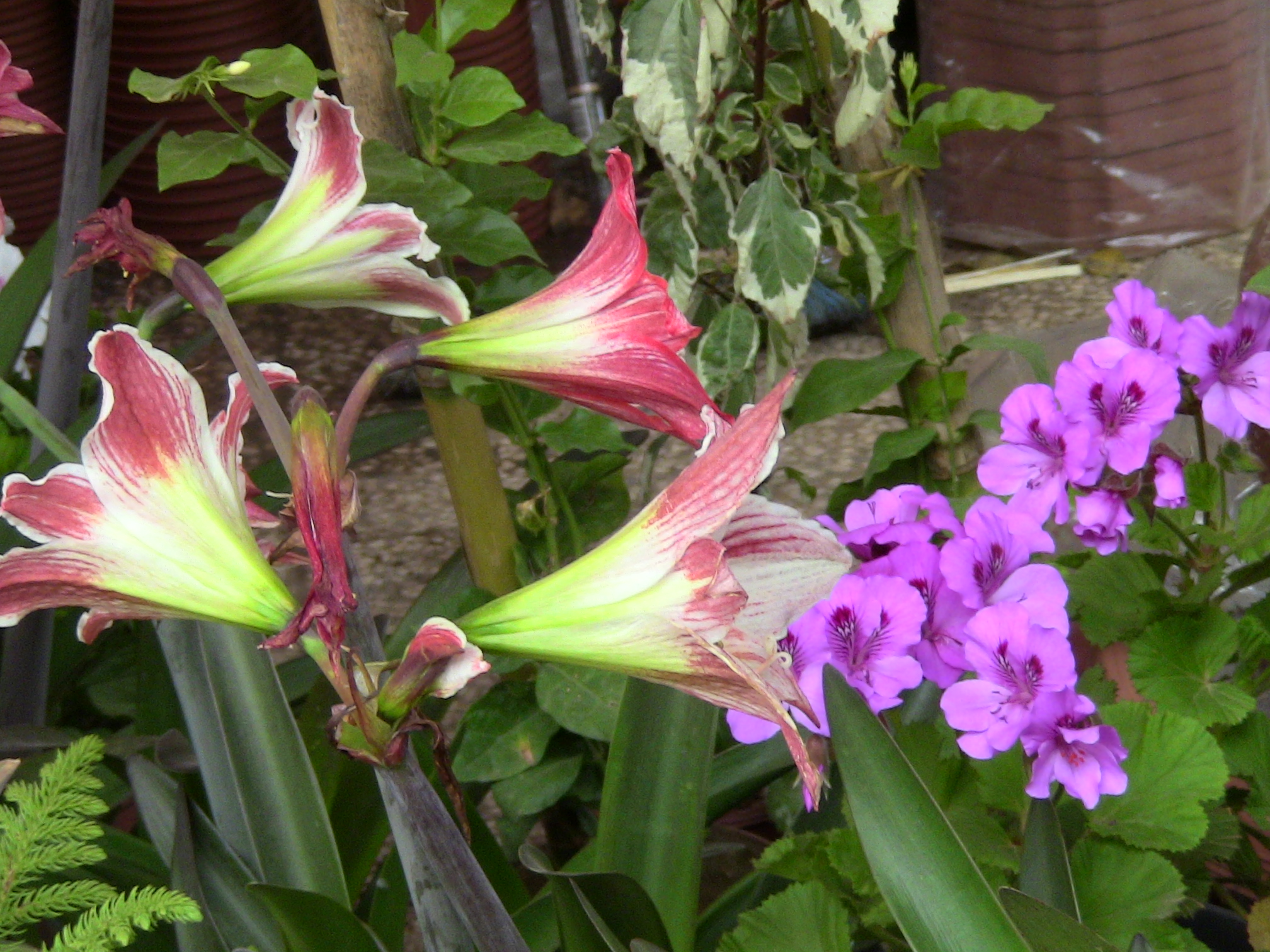 Blida ville des Roses.