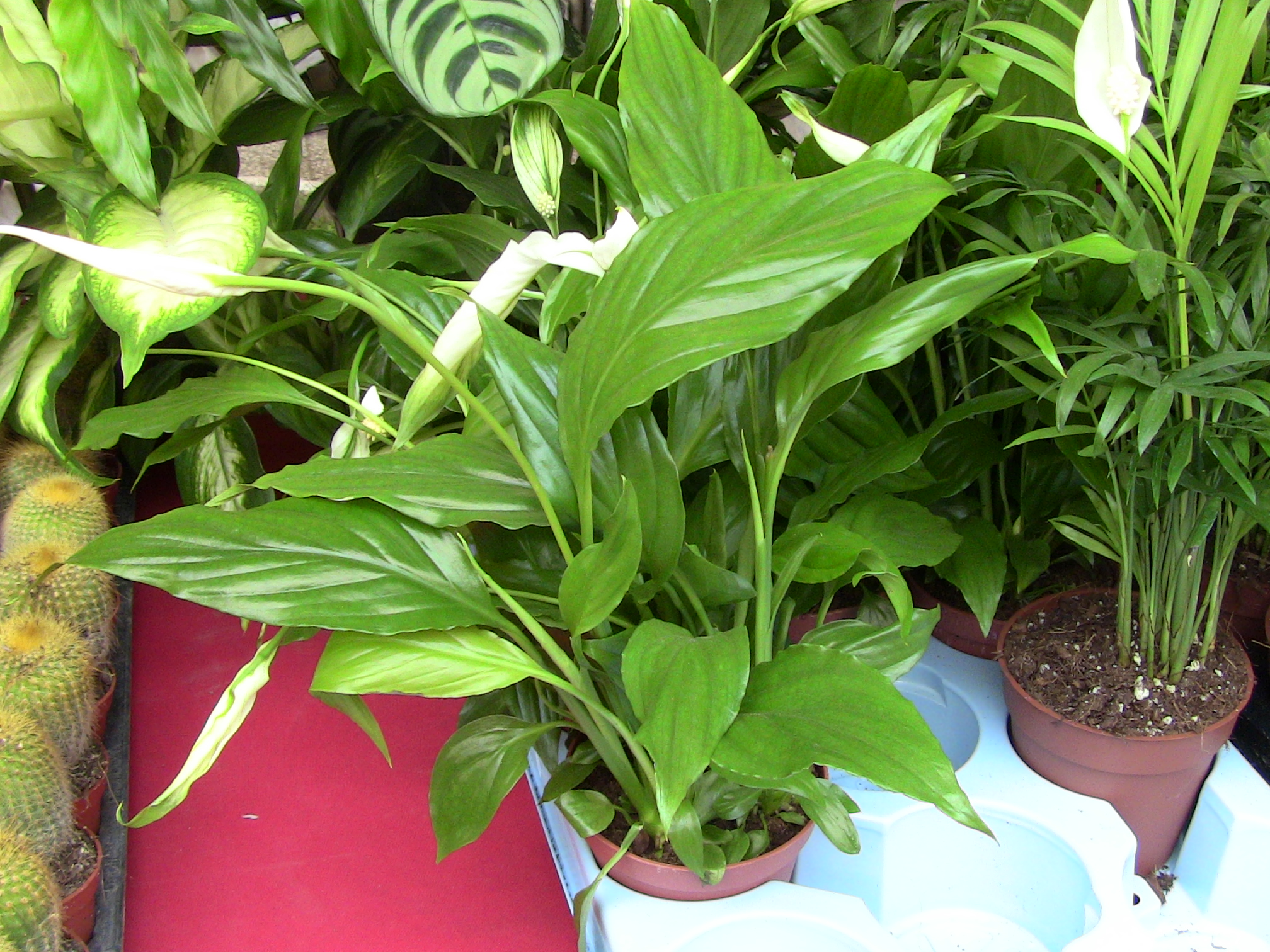 Blida ville des Roses.