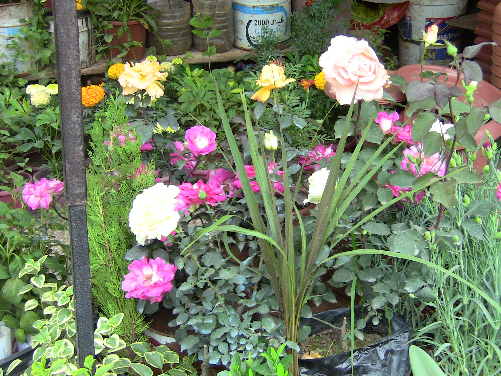 Blida ville des Roses.