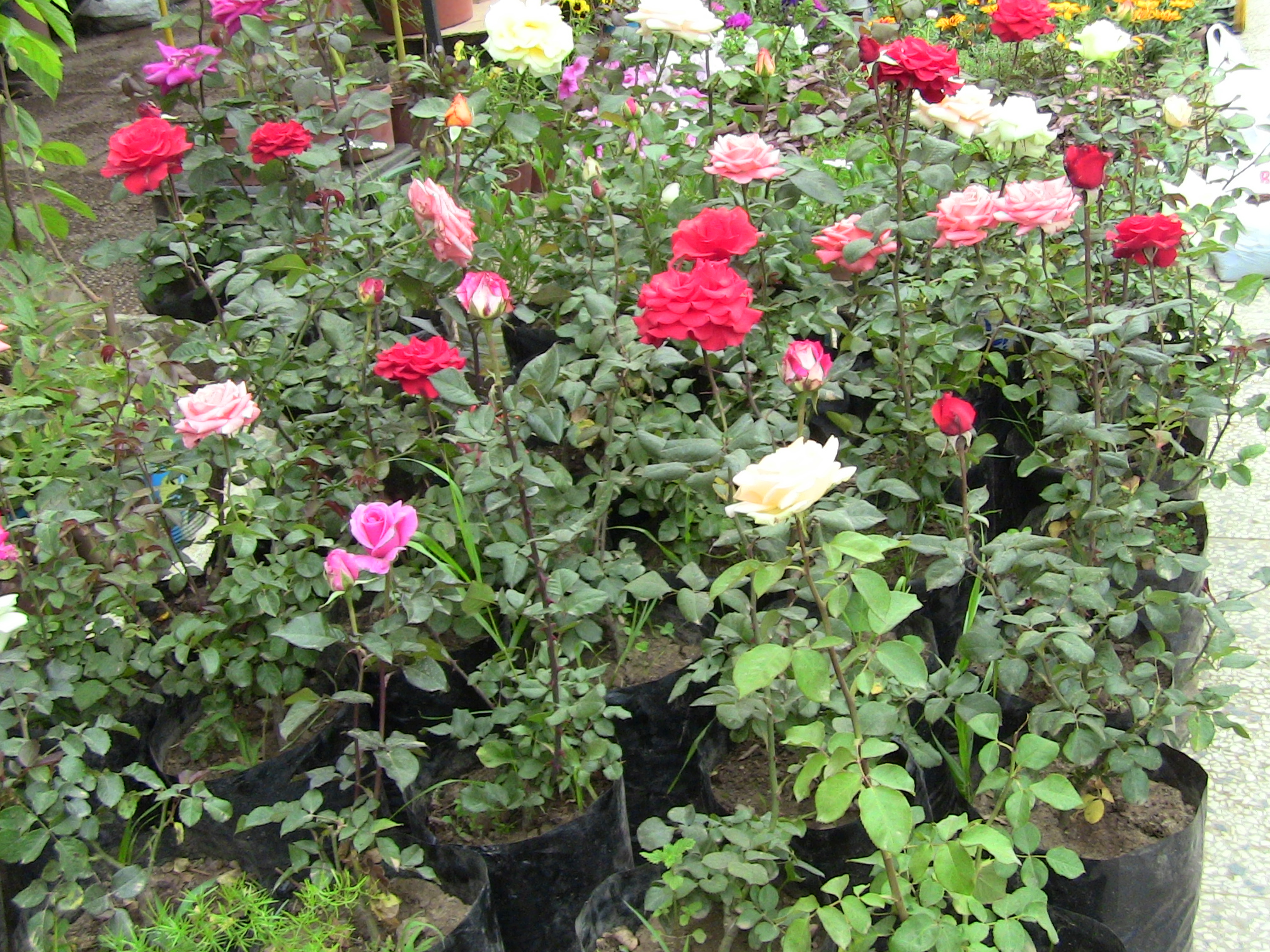 Blida ville des Roses.