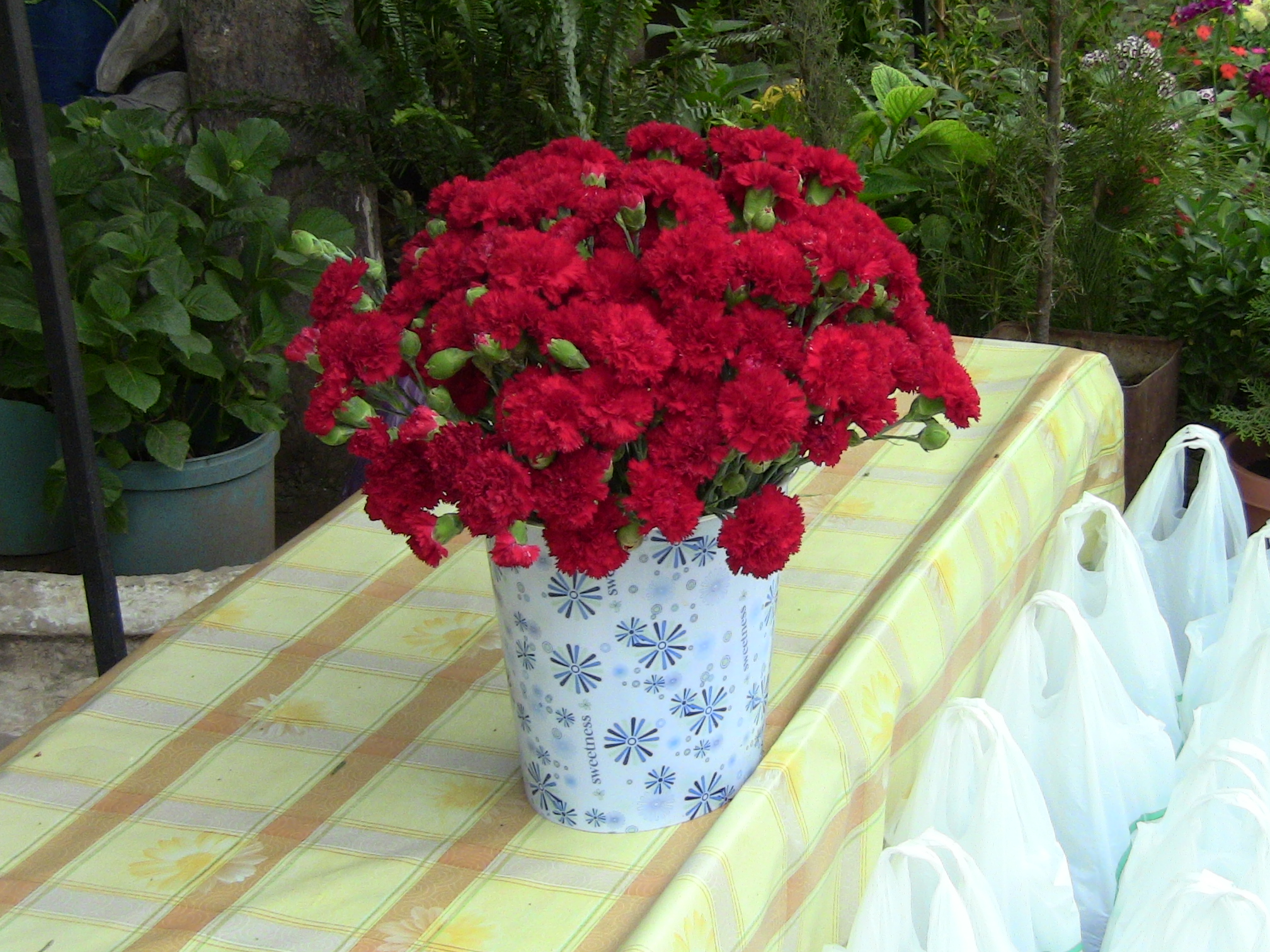 Blida ville des Roses.